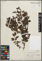 Foto von Salix polyclona C. K. Schneid.